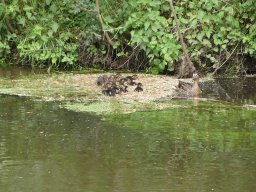 Enten Familie